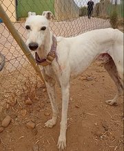 HORUS, Hund, Galgo Español in Spanien - Bild 11