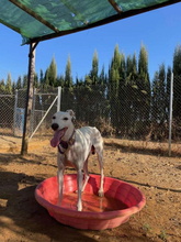 HORUS, Hund, Galgo Español in Spanien - Bild 3