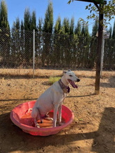 HORUS, Hund, Galgo Español in Spanien - Bild 4