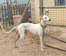 HORUS, Hund, Galgo Español in Spanien - Bild 7