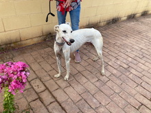 HORUS, Hund, Galgo Español in Spanien - Bild 9