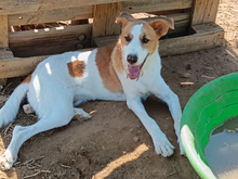 FERDI, Hund, Mischlingshund in Spanien - Bild 10