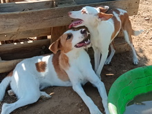 FERDI, Hund, Mischlingshund in Spanien - Bild 11