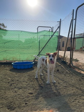 FERDI, Hund, Mischlingshund in Spanien - Bild 12