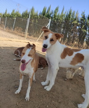 FERDI, Hund, Mischlingshund in Spanien - Bild 15