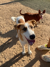 FERDI, Hund, Mischlingshund in Spanien - Bild 2