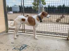 FERDI, Hund, Mischlingshund in Spanien - Bild 6