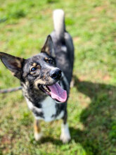 REX, Hund, Mischlingshund in Bulgarien - Bild 3