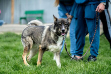 REX, Hund, Mischlingshund in Bulgarien - Bild 5