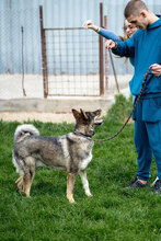 REX, Hund, Mischlingshund in Bulgarien - Bild 6