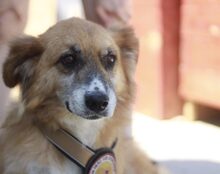BRÖSEL, Hund, Mischlingshund in Norden - Bild 1