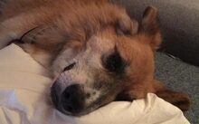 BRÖSEL, Hund, Mischlingshund in Norden - Bild 2