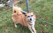 BRÖSEL, Hund, Mischlingshund in Norden - Bild 3