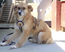 BRÖSEL, Hund, Mischlingshund in Norden - Bild 4