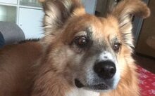 BRÖSEL, Hund, Mischlingshund in Norden - Bild 5