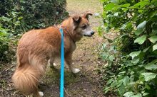 BRÖSEL, Hund, Mischlingshund in Norden - Bild 6