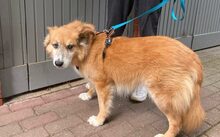 BRÖSEL, Hund, Mischlingshund in Norden - Bild 7