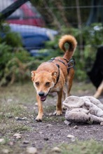 JETHRO, Hund, Mischlingshund in Rumänien - Bild 10