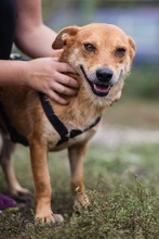 JETHRO, Hund, Mischlingshund in Rumänien - Bild 3