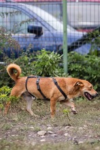 JETHRO, Hund, Mischlingshund in Rumänien - Bild 4