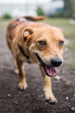 JETHRO, Hund, Mischlingshund in Rumänien - Bild 9