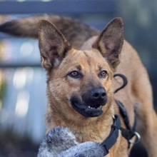 PAPAYA, Hund, Mischlingshund in Rumänien - Bild 1