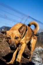 PAPAYA, Hund, Mischlingshund in Rumänien - Bild 2