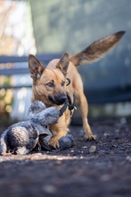 PAPAYA, Hund, Mischlingshund in Rumänien - Bild 3