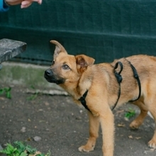 PAPAYA, Hund, Mischlingshund in Rumänien - Bild 8