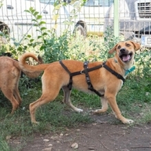 KIWI, Hund, Mischlingshund in Rumänien - Bild 2