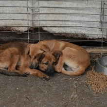 KIWI, Hund, Mischlingshund in Rumänien - Bild 4