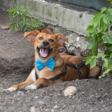 MANGO, Hund, Mischlingshund in Rumänien - Bild 2