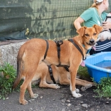 MANGO, Hund, Mischlingshund in Rumänien - Bild 3