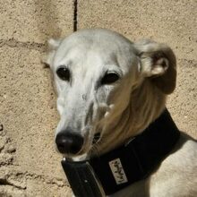 NESSI, Hund, Galgo Español in Marktoberdorf - Bild 1