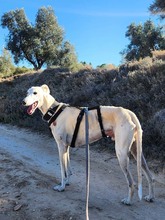 NESSI, Hund, Galgo Español in Marktoberdorf - Bild 10