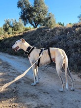 NESSI, Hund, Galgo Español in Marktoberdorf - Bild 11