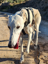 NESSI, Hund, Galgo Español in Marktoberdorf - Bild 12