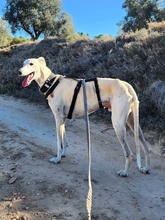 NESSI, Hund, Galgo Español in Marktoberdorf - Bild 13