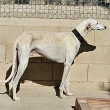 NESSI, Hund, Galgo Español in Marktoberdorf - Bild 14