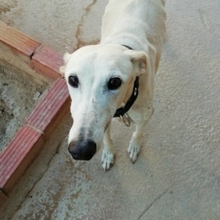 NESSI, Hund, Galgo Español in Marktoberdorf - Bild 15