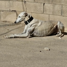 NESSI, Hund, Galgo Español in Marktoberdorf - Bild 16