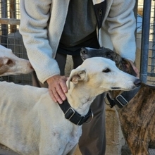 NESSI, Hund, Galgo Español in Marktoberdorf - Bild 17