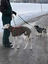 NESSI, Hund, Galgo Español in Marktoberdorf - Bild 7