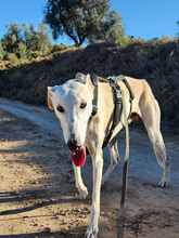 NESSI, Hund, Galgo Español in Marktoberdorf - Bild 8