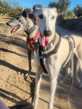 NESSI, Hund, Galgo Español in Marktoberdorf - Bild 9