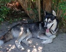 TEDY, Hund, Siberian Husky in Kroatien - Bild 1