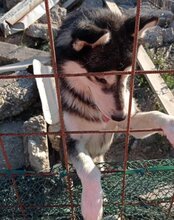 TEDY, Hund, Siberian Husky in Kroatien - Bild 10