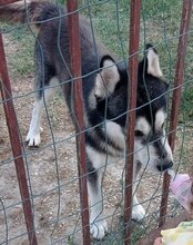 TEDY, Hund, Siberian Husky in Kroatien - Bild 11