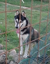 TEDY, Hund, Siberian Husky in Kroatien - Bild 2