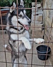 TEDY, Hund, Siberian Husky in Kroatien - Bild 3